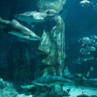 SEA LIFE Centre London Aquarium